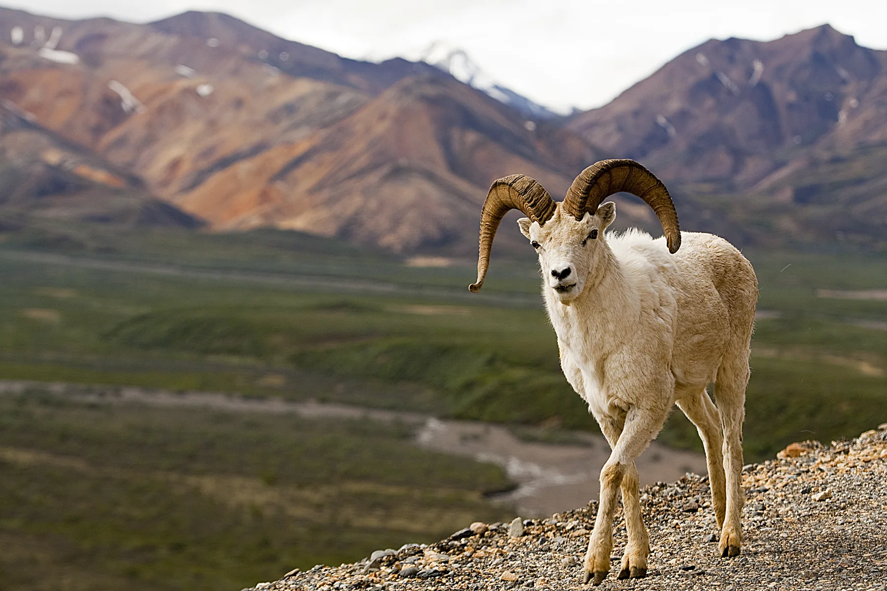 A Dall sheep in the mountains of Denali National Park, Alaska