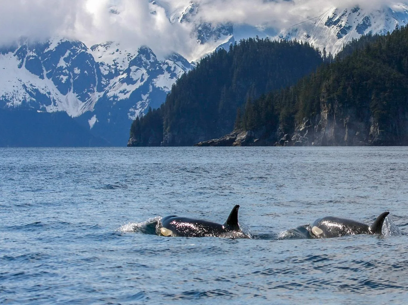 Orcas swimming beside forested mountains in Kenai Fjords National Park, Alaska